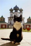 О привязанном коте, церковном уставе, этикете и любви