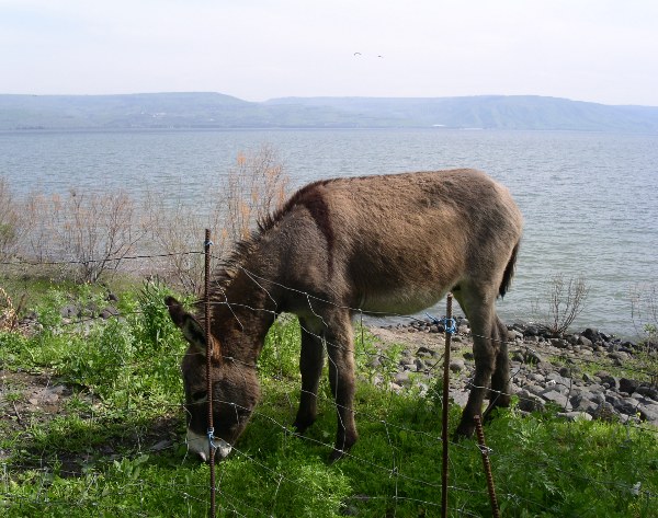 Ослик на фоне Галилейского озера