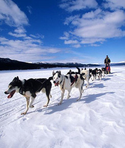 Стартовала экспедиция на собачьих упряжках Карелия &mdash; Северный полюс &mdash; Гренландия