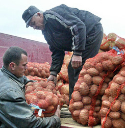 Томичи собрали порядка 150 тонн 'социального' картофеля