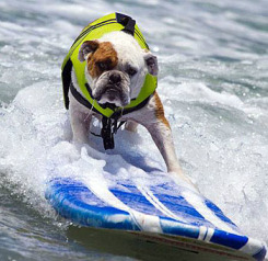 В США прошёл чемпионат мира по сёрфингу среди собак