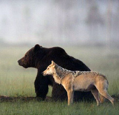 Финский фотограф стал свидетелем необычной дружбы между медведем и волчицей