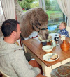Британская семья каждое утро завтракает с верблюдом