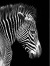 Учёные выдвинули новую теорию, почему зебра полосатая