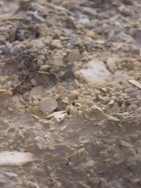 Скалы на Эски состоят из окаменевших ракушек