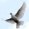 Кормушка для птицы счастья, или Благовещенские голуби (ФОТО, ВИДЕО)