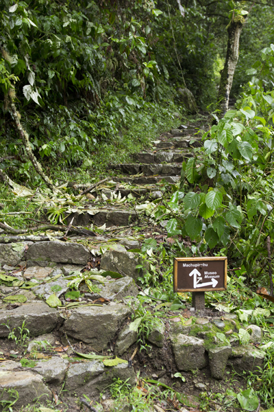 Ступени, по которым можно подняться к Мачу Пикчу за 1,5 часа усердных физических нагрузок. По пути встречают красивые дикие птицы
