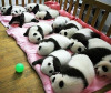 В Китае работает детский сад для панд