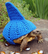 Любительница черепах создаёт наряды для своих питомцев