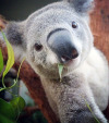 В Сиднее даже коалы делают селфи